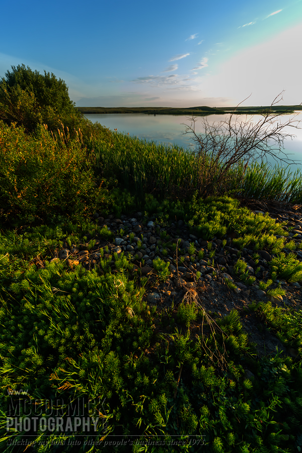 Prairie Oasis : 2015-06-06 : The Sweet Light 3 of 3