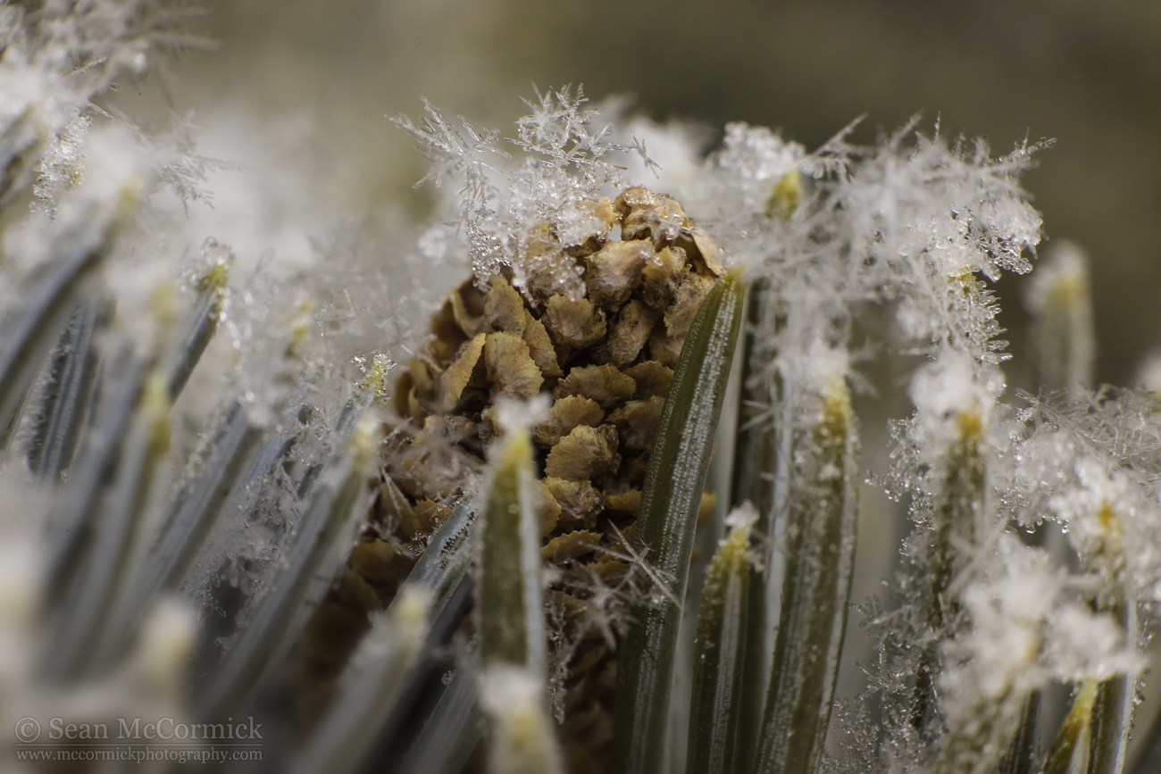 Sitting on Pines & Needles [1 of 4]