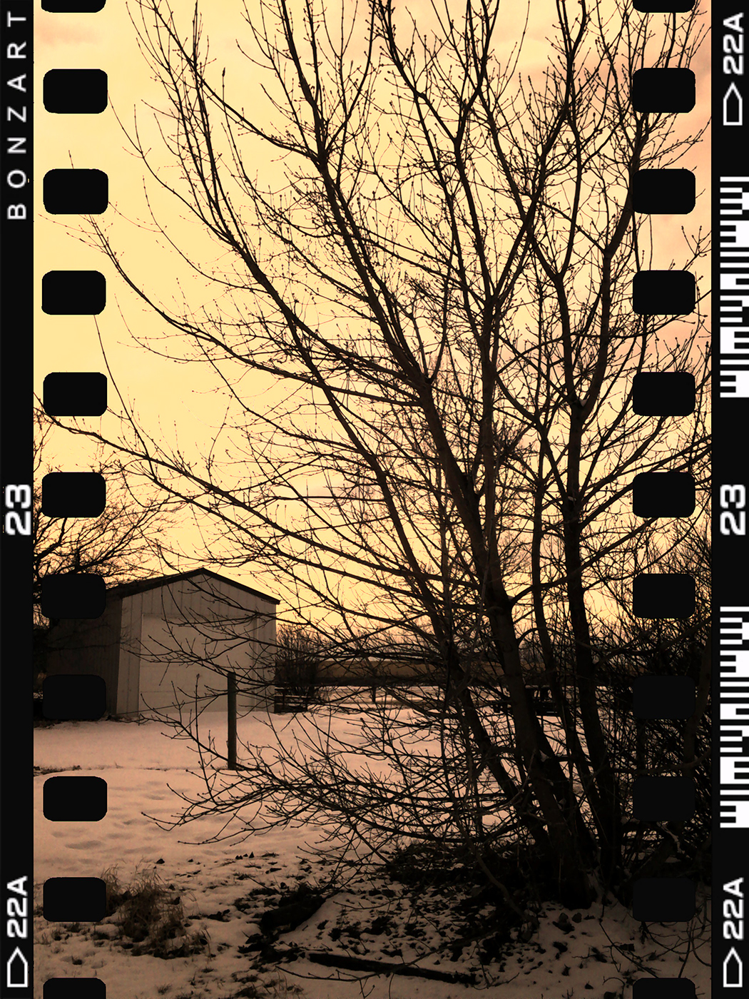 Trees, Nightingale Hall, Nightingale, Alberta, 2024-02-25