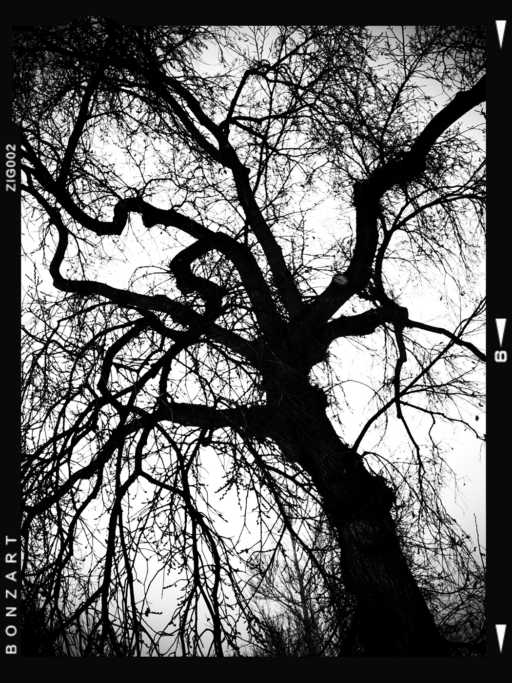 Some men go through a forest and see no firewood, Lambert Park, Strathmore, Alberta, 2024-02-28