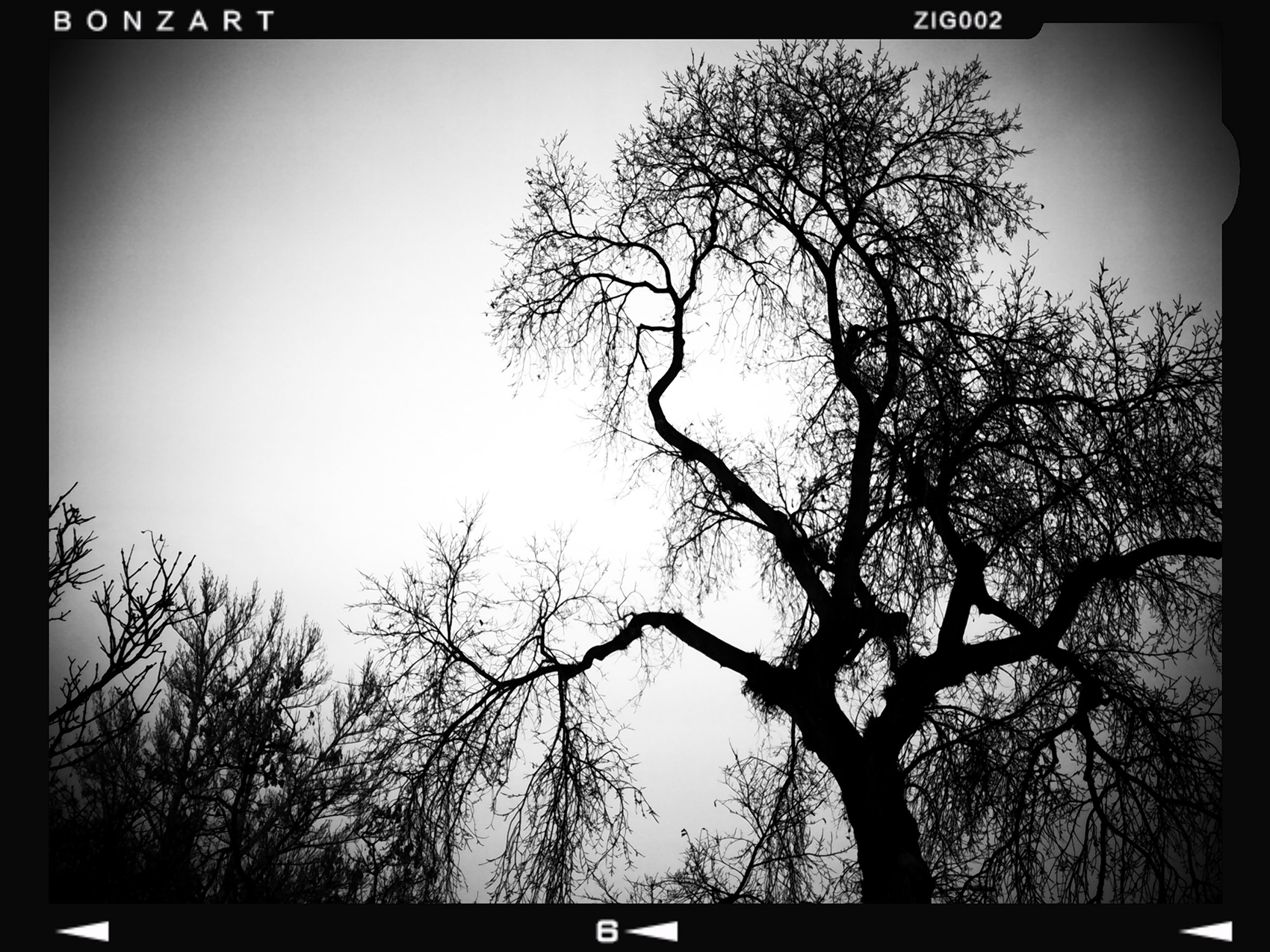 He who plants a tree loves others than himself, Lambert Park, Strathmore, Alberta, 2024-02-28