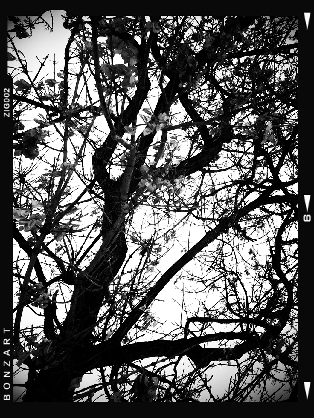 Trees are poems that Earth writes upon the sky, Lambert Park, Strathmore, Alberta, 2024-02-28