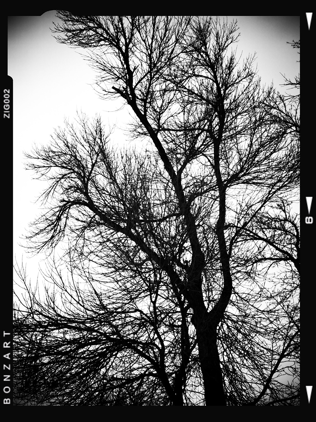 Time spent amongst trees is never wasted time, Lambert Park, Strathmore, Alberta, 2024-02-28