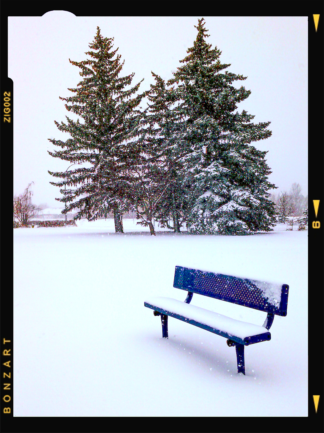 Benched for the Season, Thornbriar Green, Strathmore, Alberta, 2024-03-02