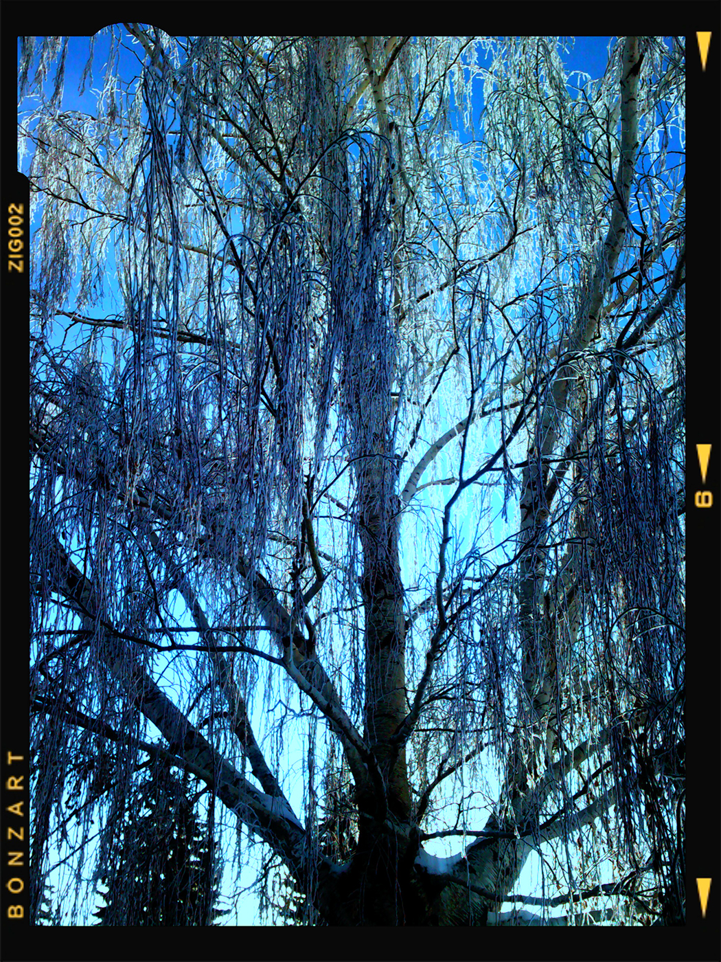 Frost out front, Thornbriar Green, Strathmore, Alberta, 2024-03-07