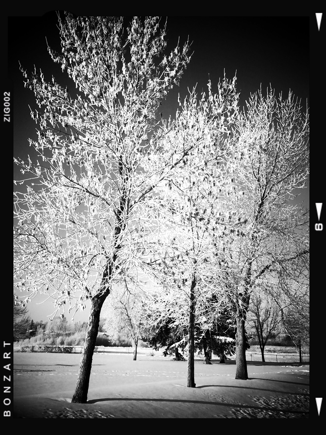 The power of three, Thornbriar Green, Strathmore, Alberta, 2024-03-07