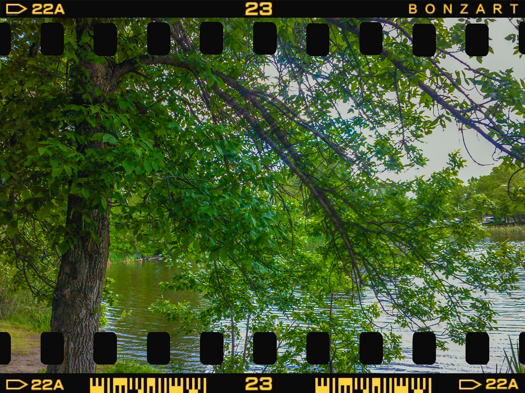 Branching Out, Kinsmen Park, Strathmore, AB, 2024-06-11