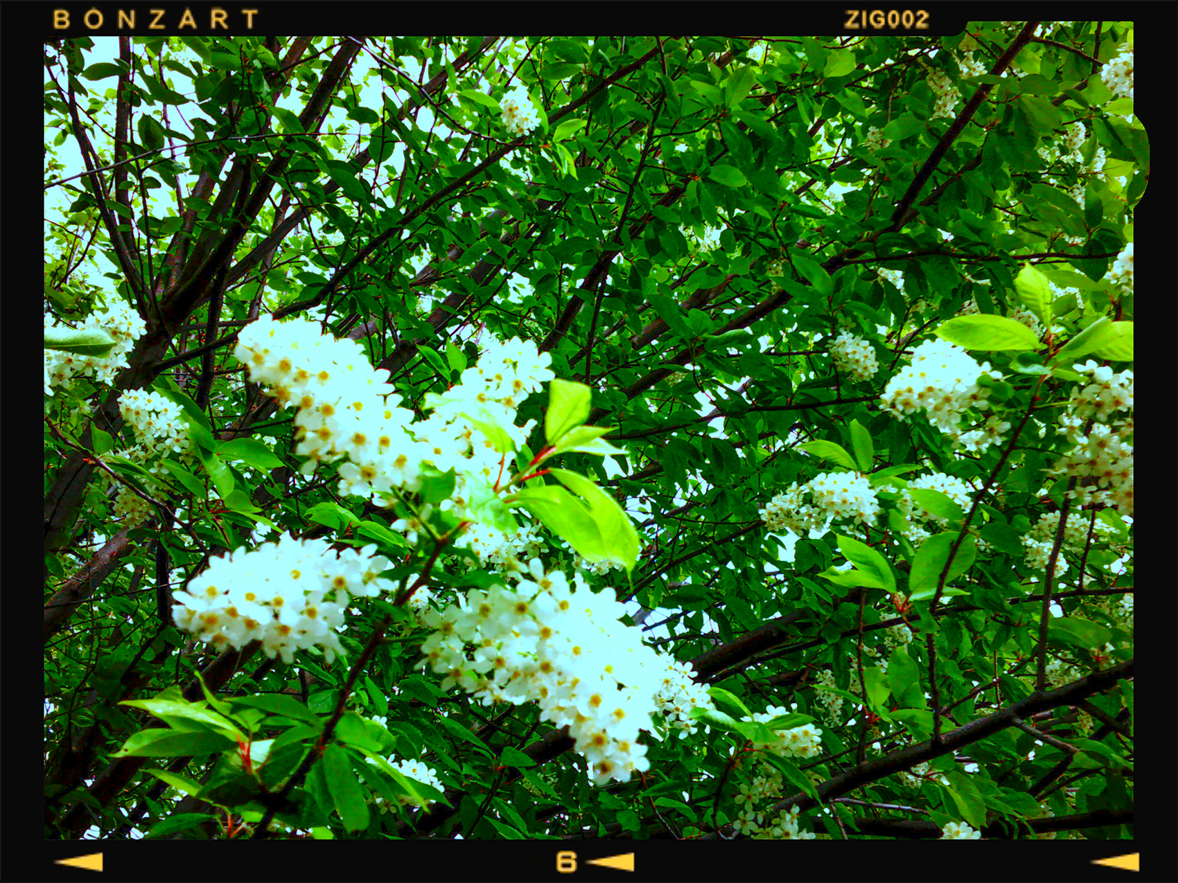 Putting some May in your day, My Backyard, Strathmore, Alberta, 2024-05-20