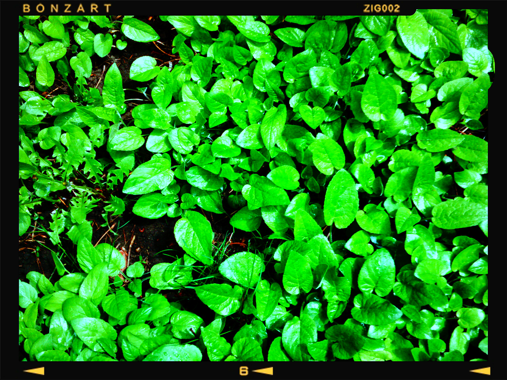 Green something somethings, My Backyard, Strathmore, Alberta, 2024-05-20
