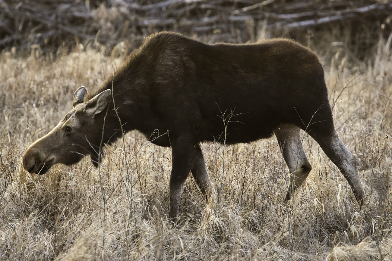 Moose on the Loose, Apr 22, 2020