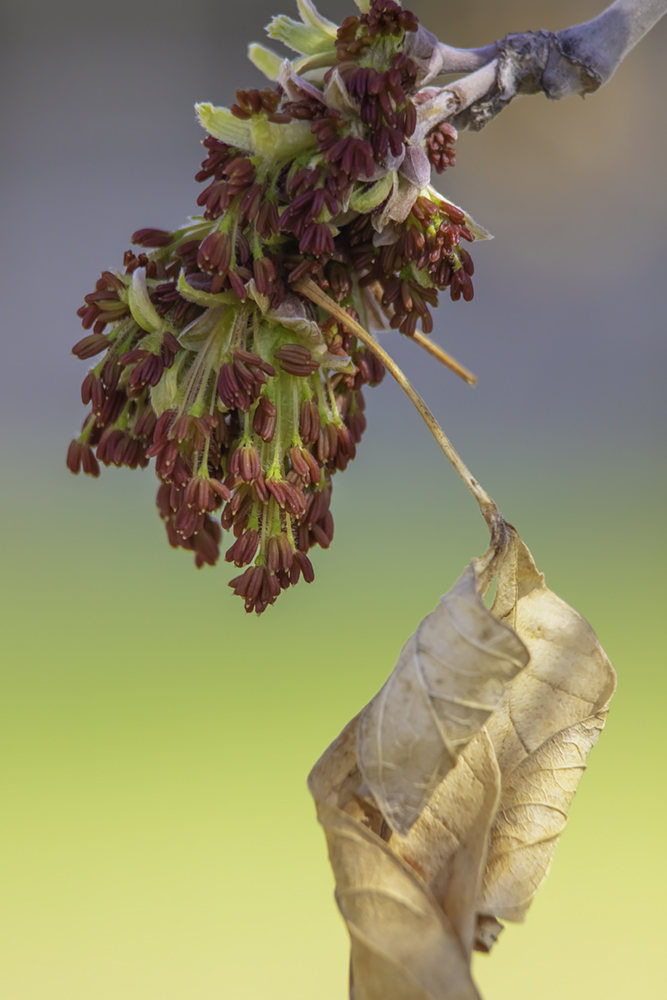 Signs of Life: Old & New, Maple Buds