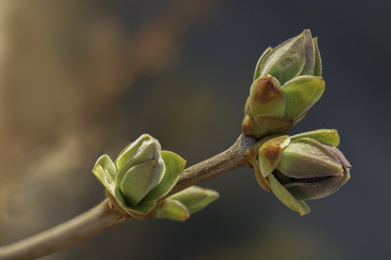 Signs of Life: Lilac Buds 2020