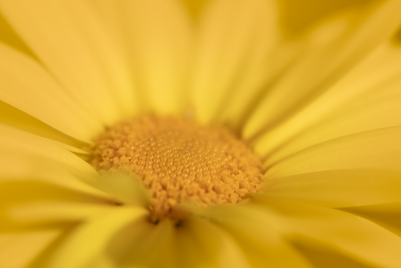 Daisy, Daisy, give me your answer, do!