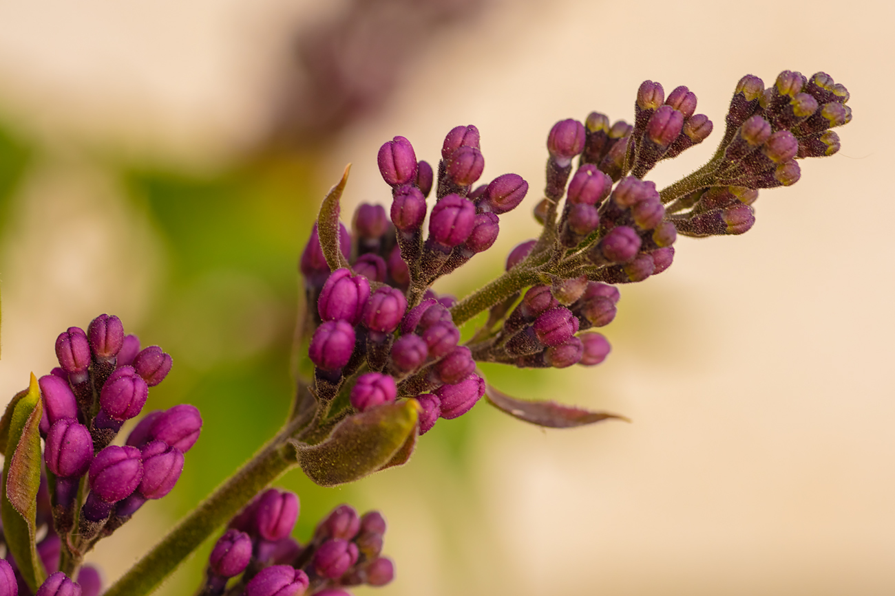 Lilac Buds, May 20, 2020 (Colour)