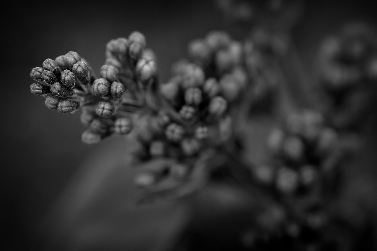 Lilac Buds, May 20, 2020 (Black & White)