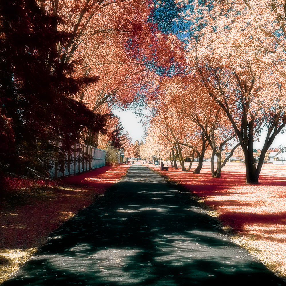 Walking Trail in Faux Infrared