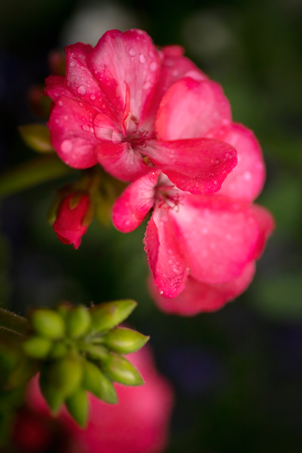 Rain on the Flowers 3 of 3, Barrhead, Alberta, July 01, 2020