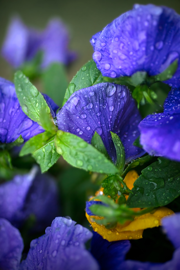Rain on the Flowers 2 of 3, Barrhead, Alberta, July 02, 2020