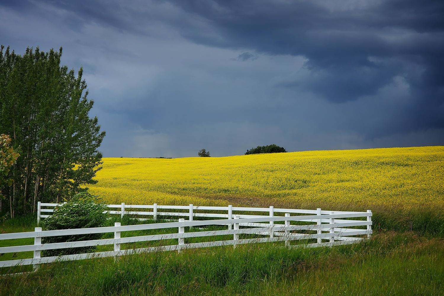 Storm Over Canola Field, Hwy 20 Near Bentley, AB, 2020-07-13