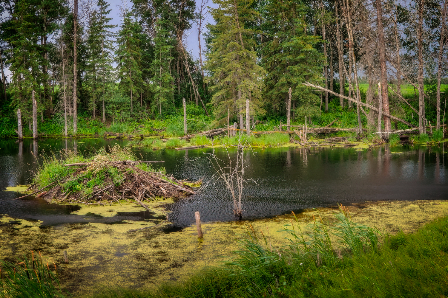 Dam Those Beavers Anyhow, Some Highway in Alberta, 2020-07-13