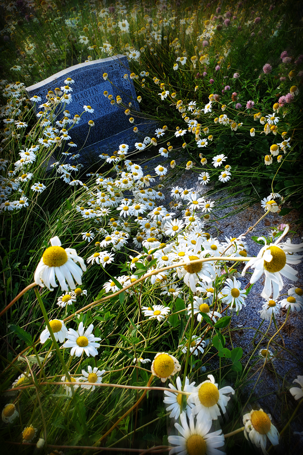 Pushing Up Daises 1 of 2, Ukranian Cemetery, Barrhead, Alberta, July 17, 2020