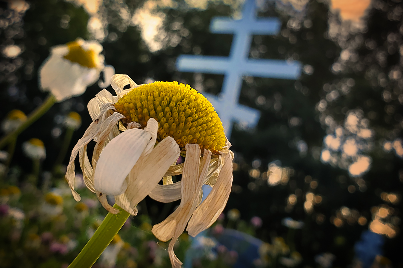 Pushing Up Daisies 02, Ukranian Cemetery, Sunset, Barrhead, AB, 2020-07-17
