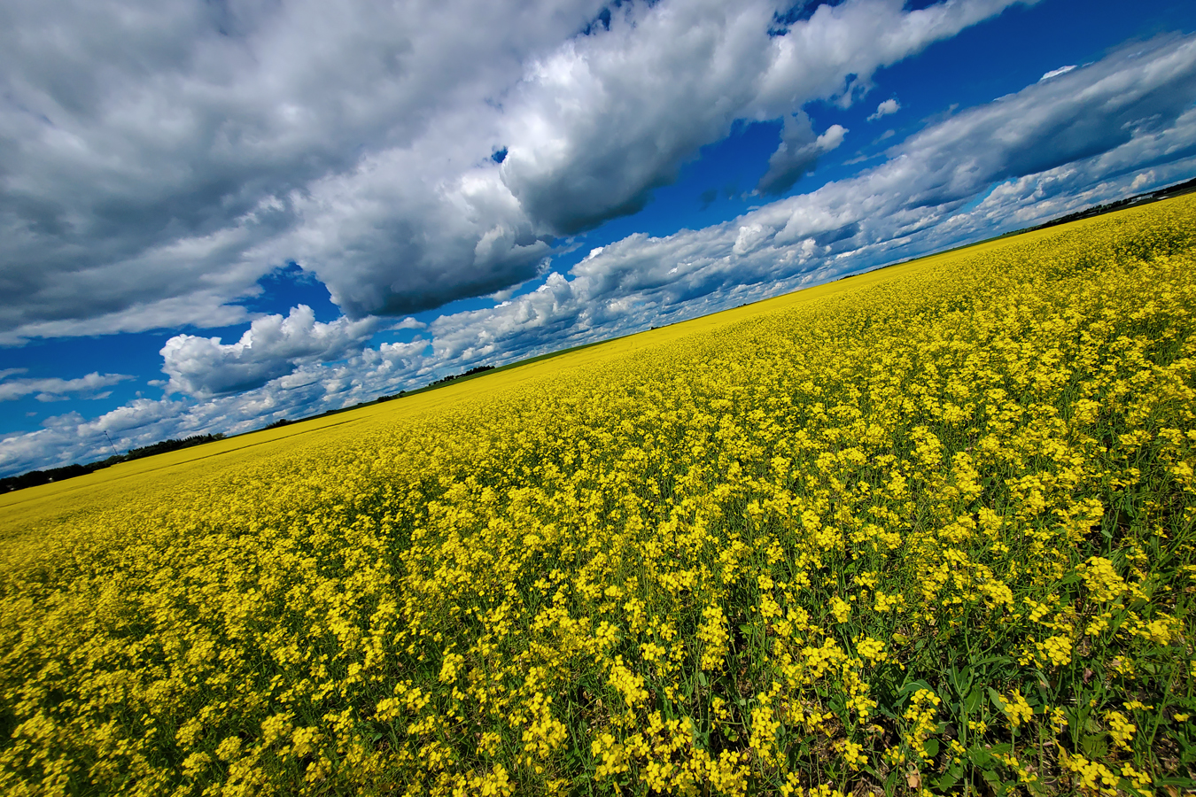 Canola Canoodling on the Way Home from the Dentist, July 18, 2020