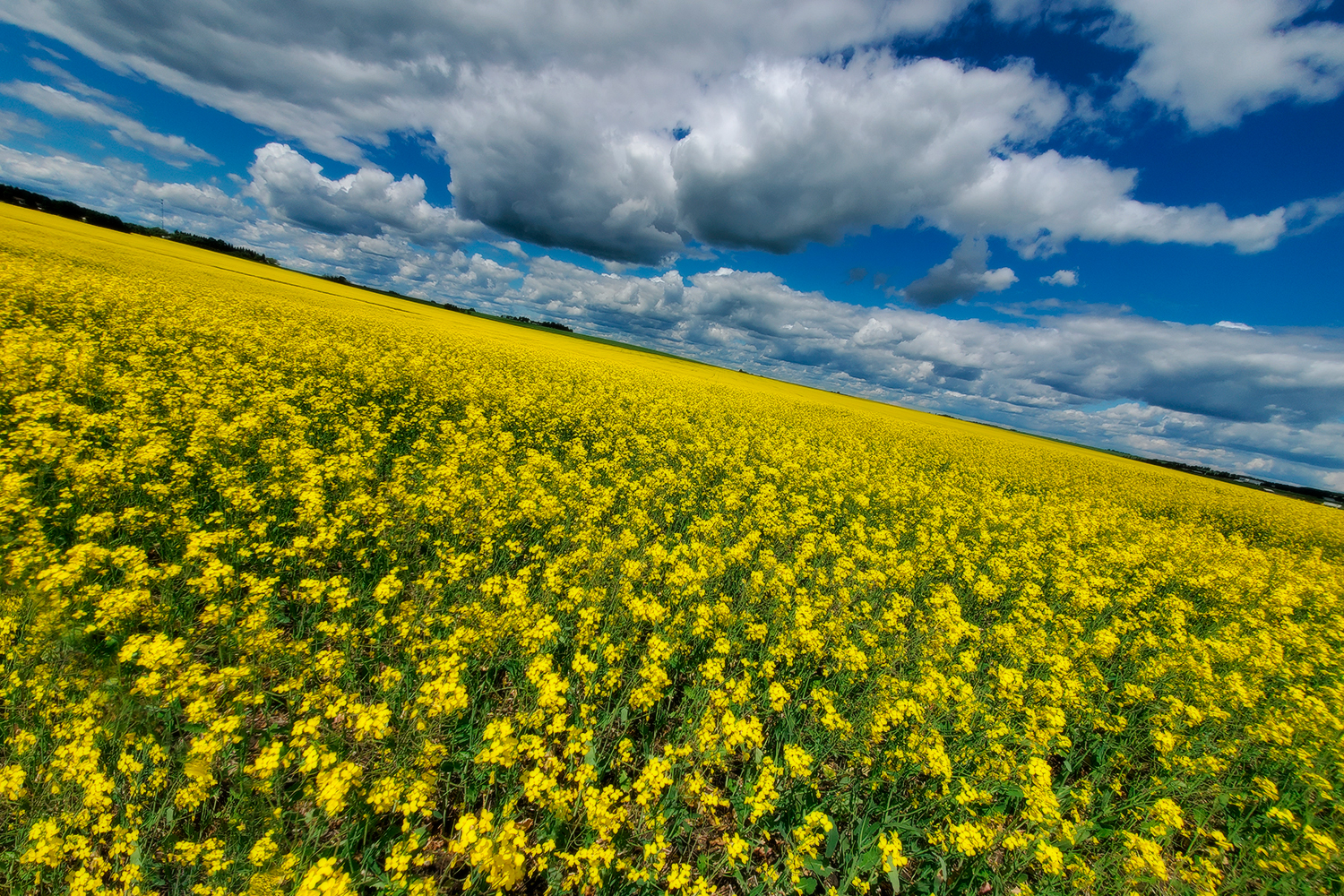 More Canola Canoodling, North of Barrhead, ALberta, 2020-07-18