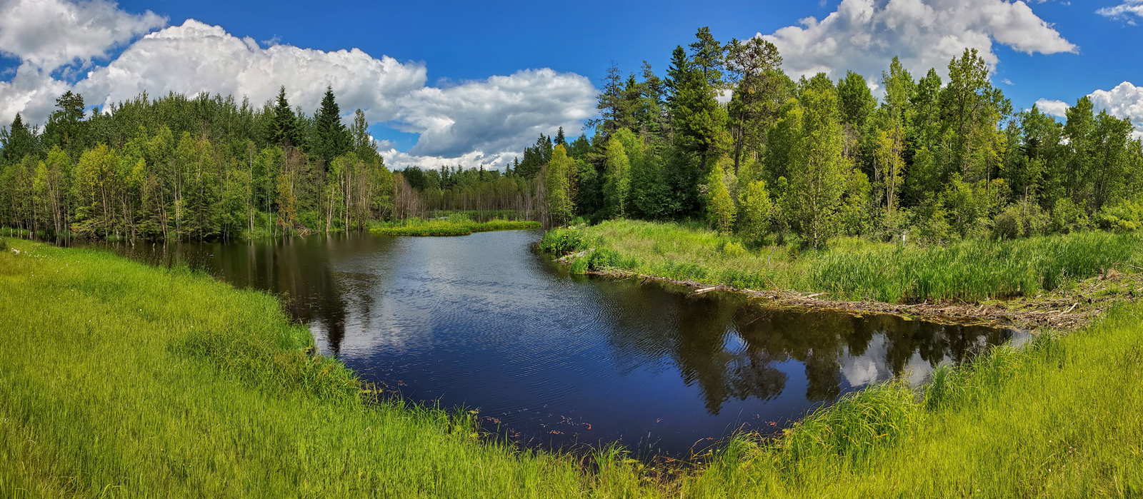 Summer Beaver Dam, Stitched Panoramic Image, July 18, 2020