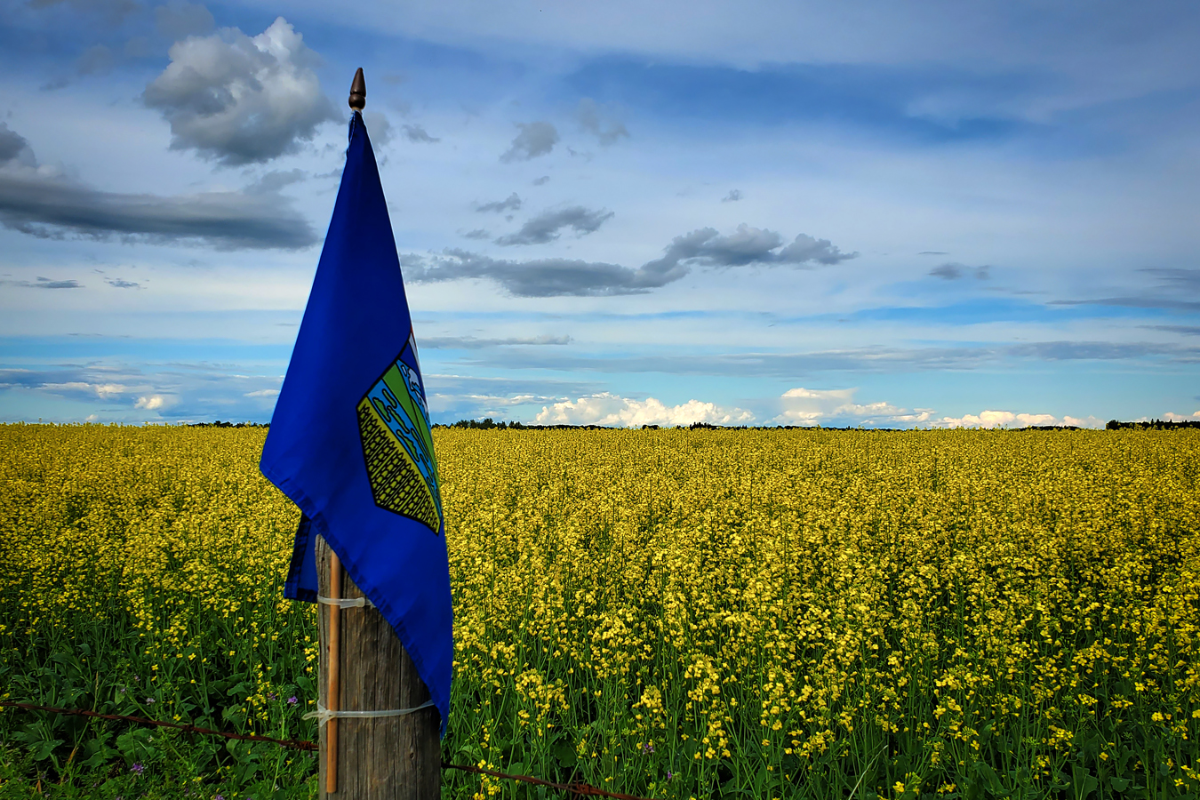 Alberta Proud, Canola Field on Outskirts of Barrhead, Alberta, July 20, 2020