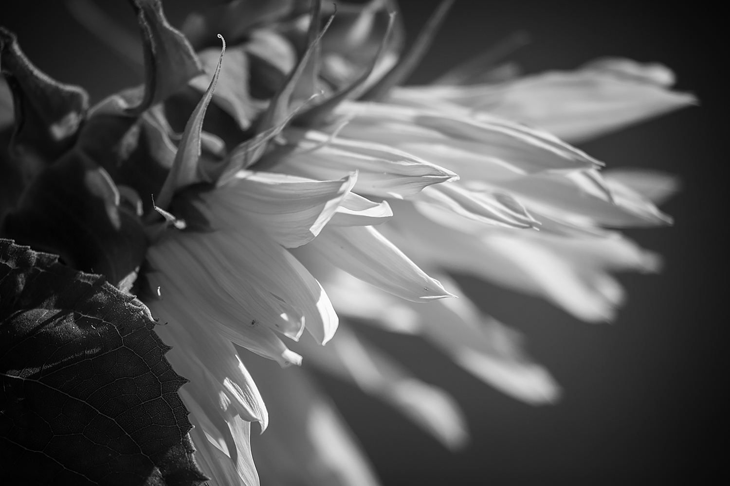 Fleur de Wheeeeeee, Barrhead, AB, 2020-08-23