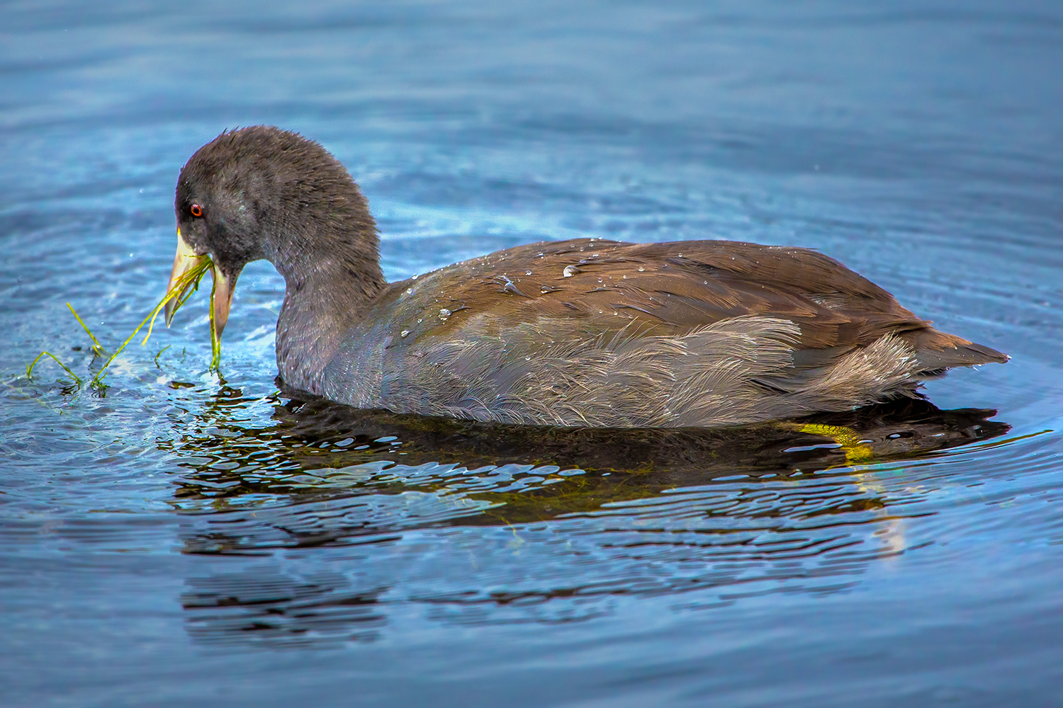 American Cooties, Clifford E. Lee Bird Sanctuary, Spruce Grove, Alberta, 2020-08-29