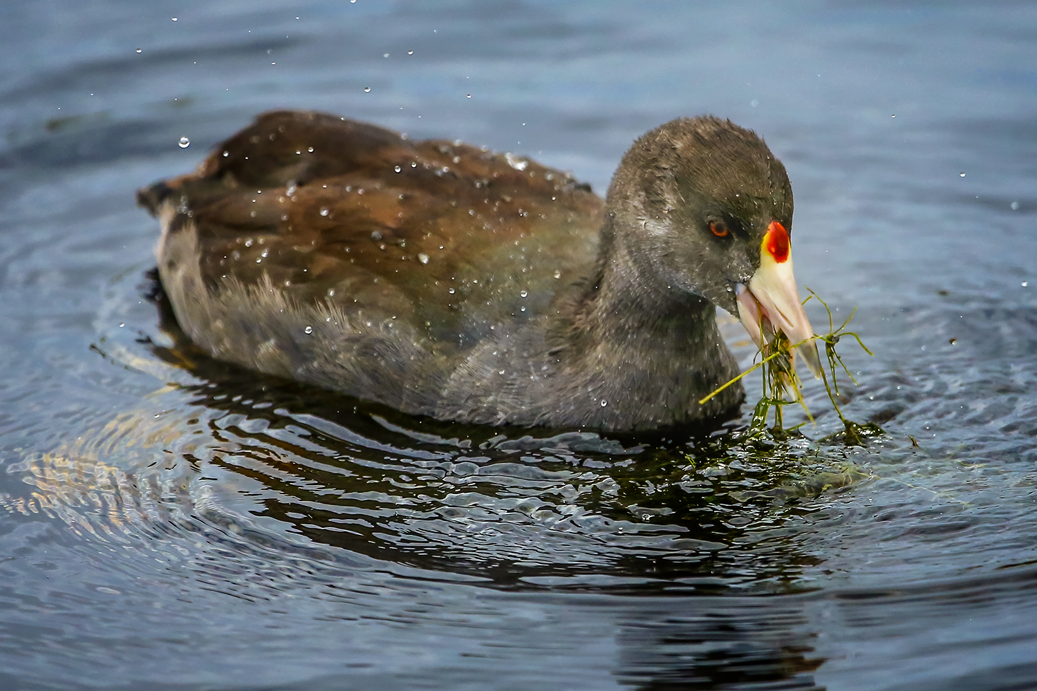 Don't Talk with Your Mouth Full, Clifford E. Lee Bird Sanctuary, Spruce Grove, Alberta, 2020-08-29