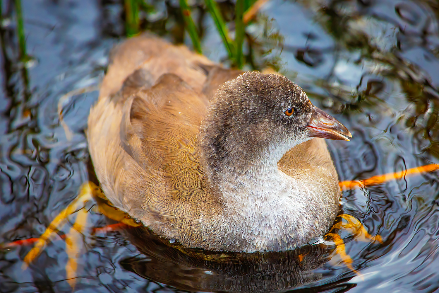Something Something, Clifford E. Lee Bird Sanctuary, Spruce Grove, Alberta, 2020-08-29