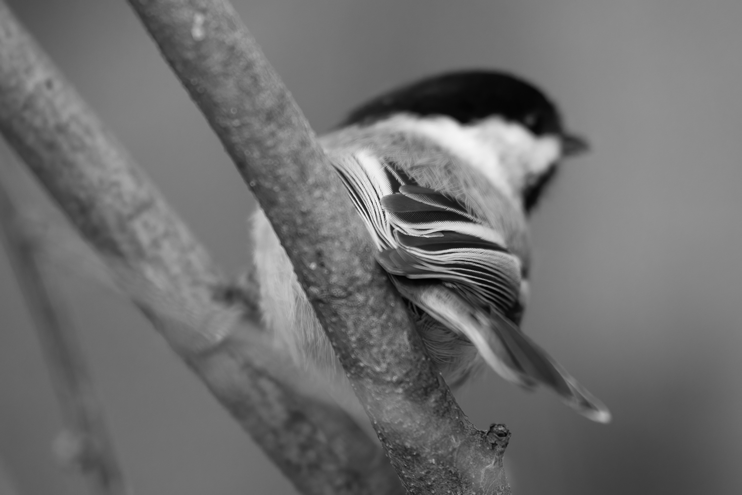 Winging It, Clifford E. Lee Bird Sanctuary, Spruce Grove, Alberta, 2020-08-29