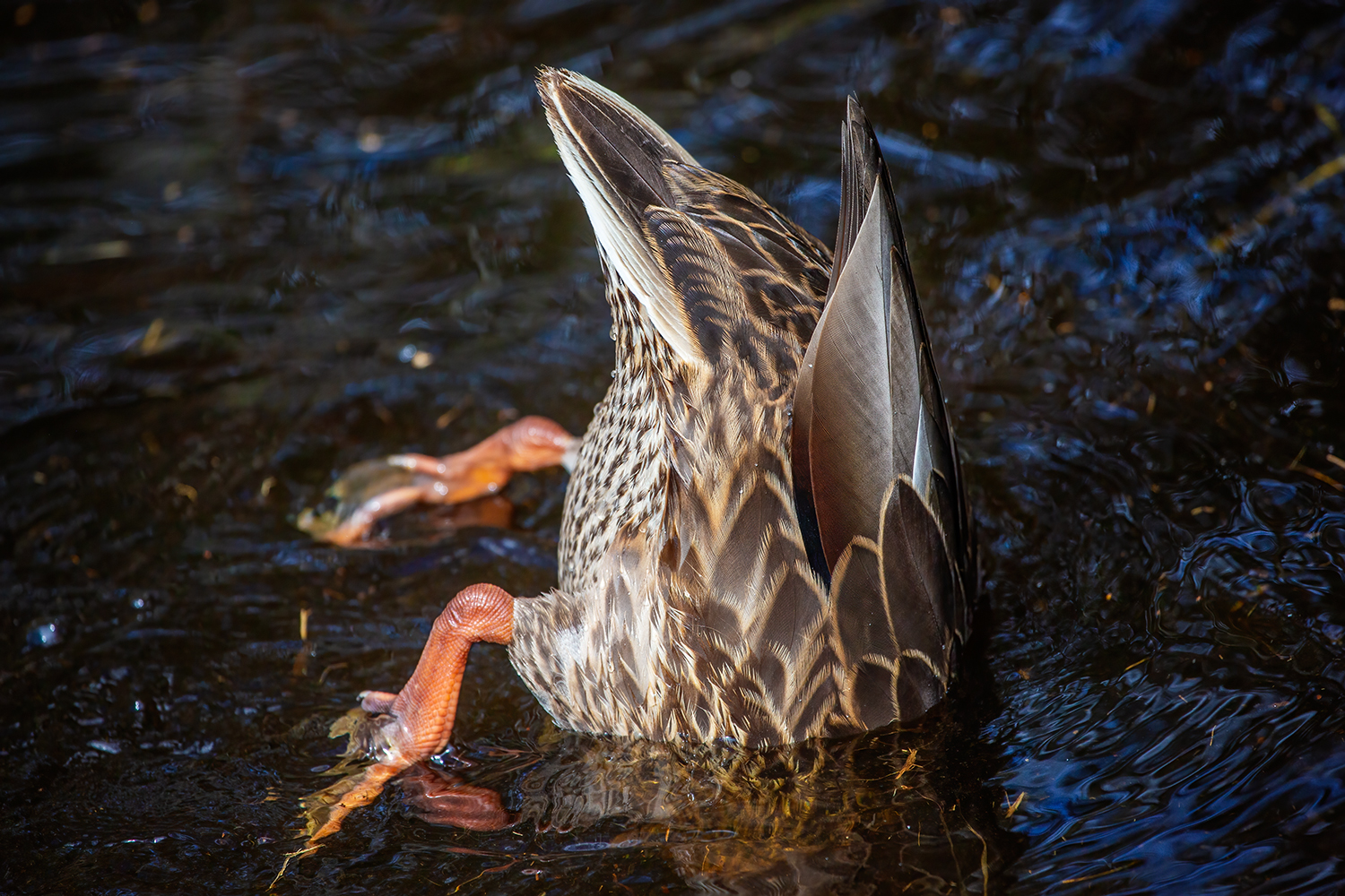 All About That Bass, Clifford E. Lee Bird Sanctuary, Spruce Grove, Alberta, 2020-08-29