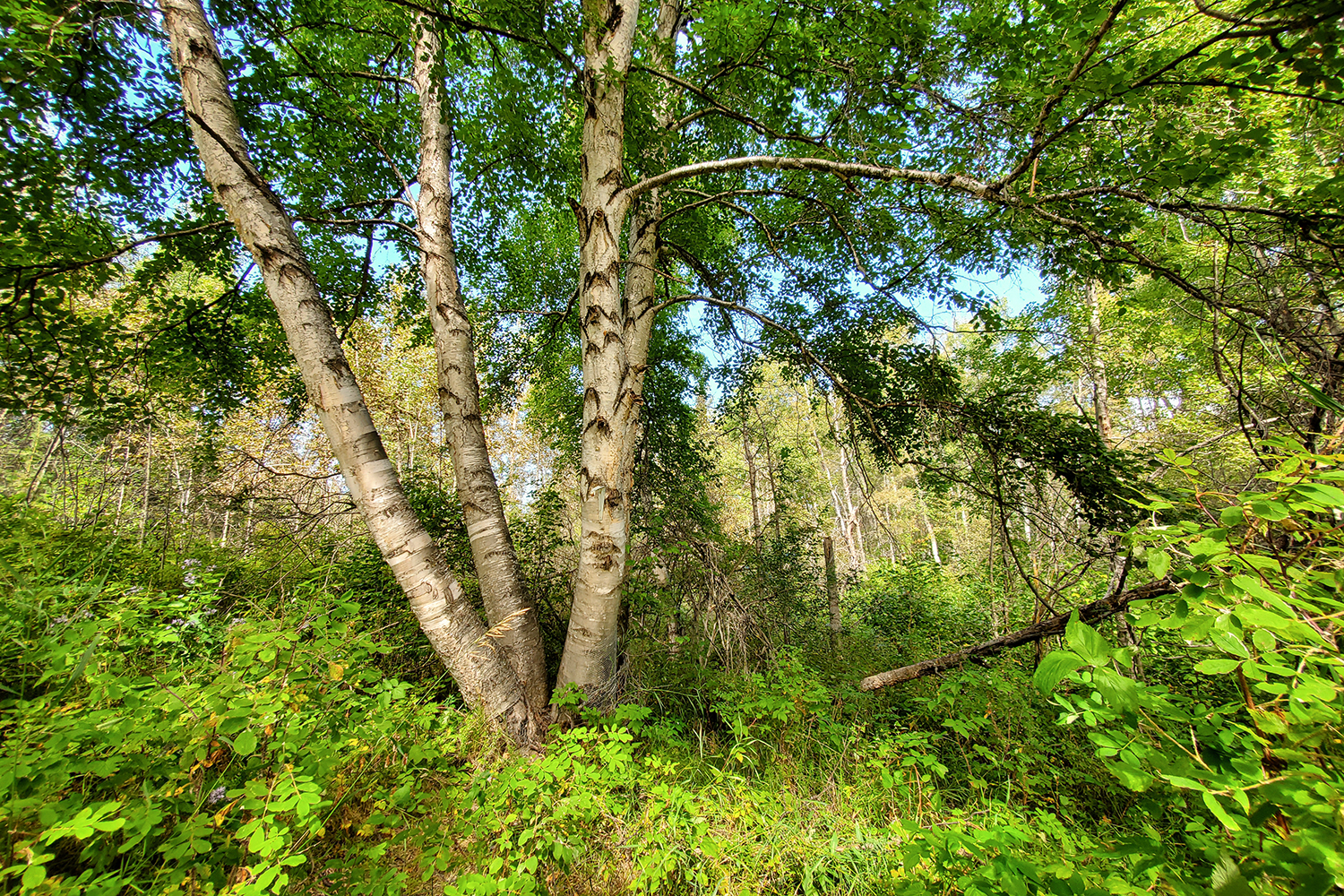 Trees give peace to the souls of men, Clifford E. Lee Bird Sanctuary, Spruce Grove, Alberta, 2020-08-29