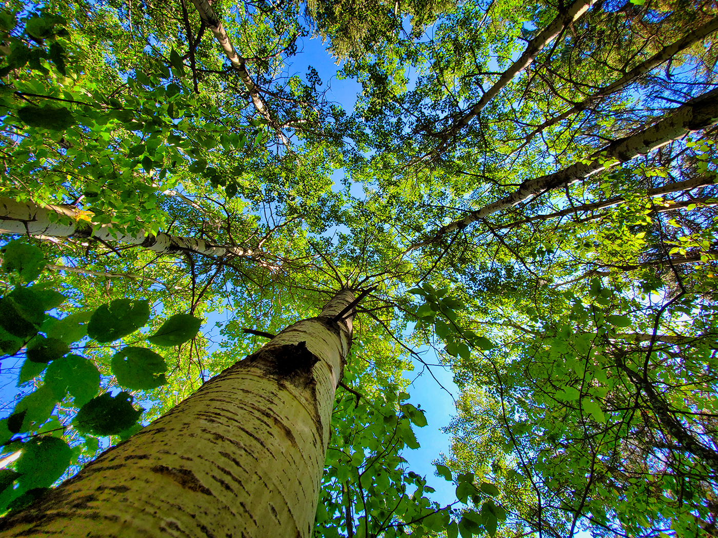 Eye on the sky, Clifford E. Lee Bird Sanctuary, Alberta, 2020-08-29