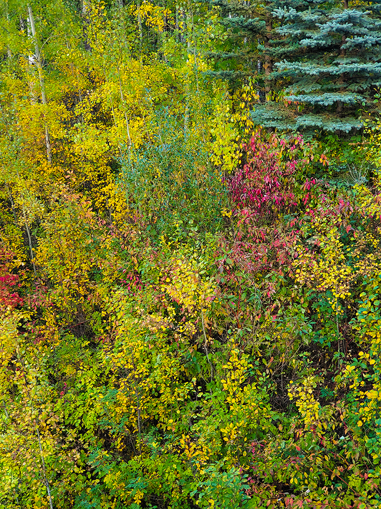 Pallette of Fall Colours from Above, Walking Bridge, Barrhead, Alberta, 2020-09-04