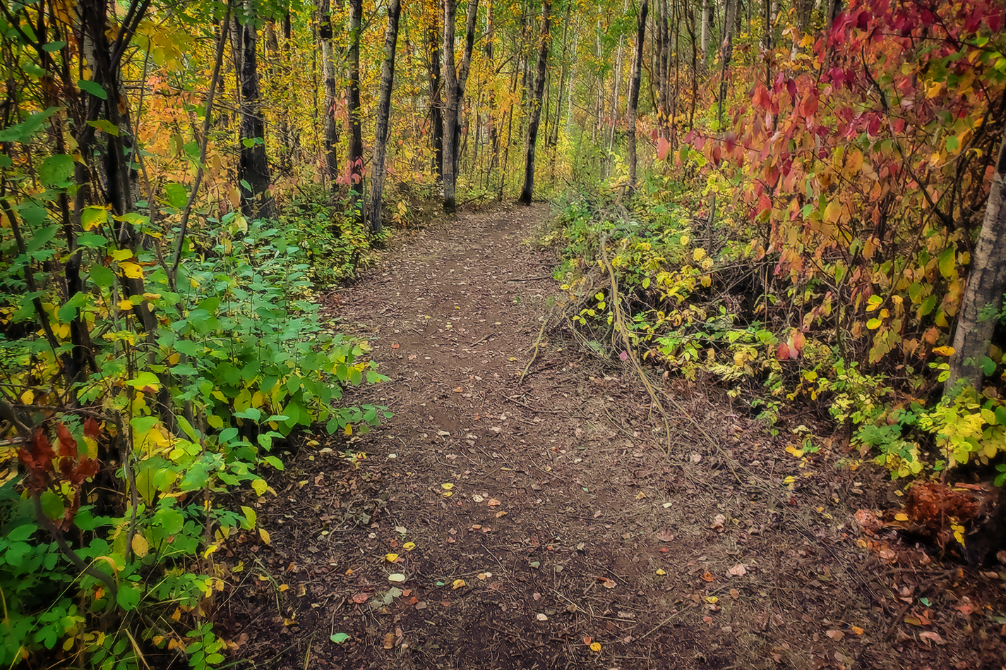 A Morning Walk Through the Woods, Barrhead, Alberta, 2020-09-17