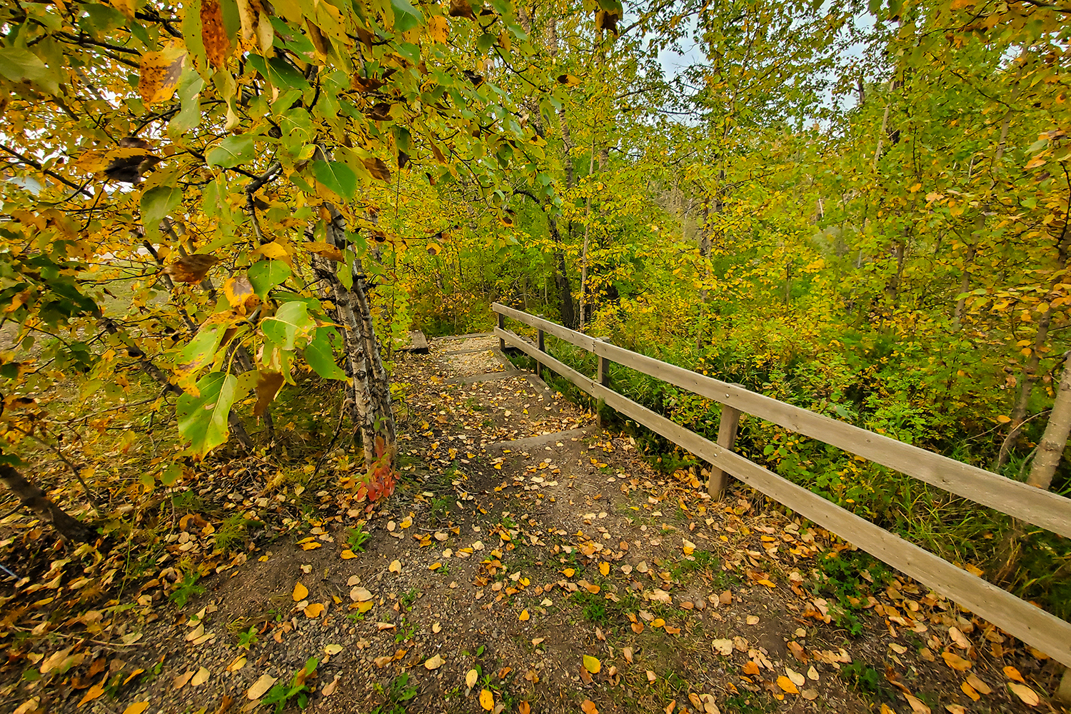Exit Stage Left, Blue Heron Walking Trail, Barrhead, Alberta, 2020-09-19