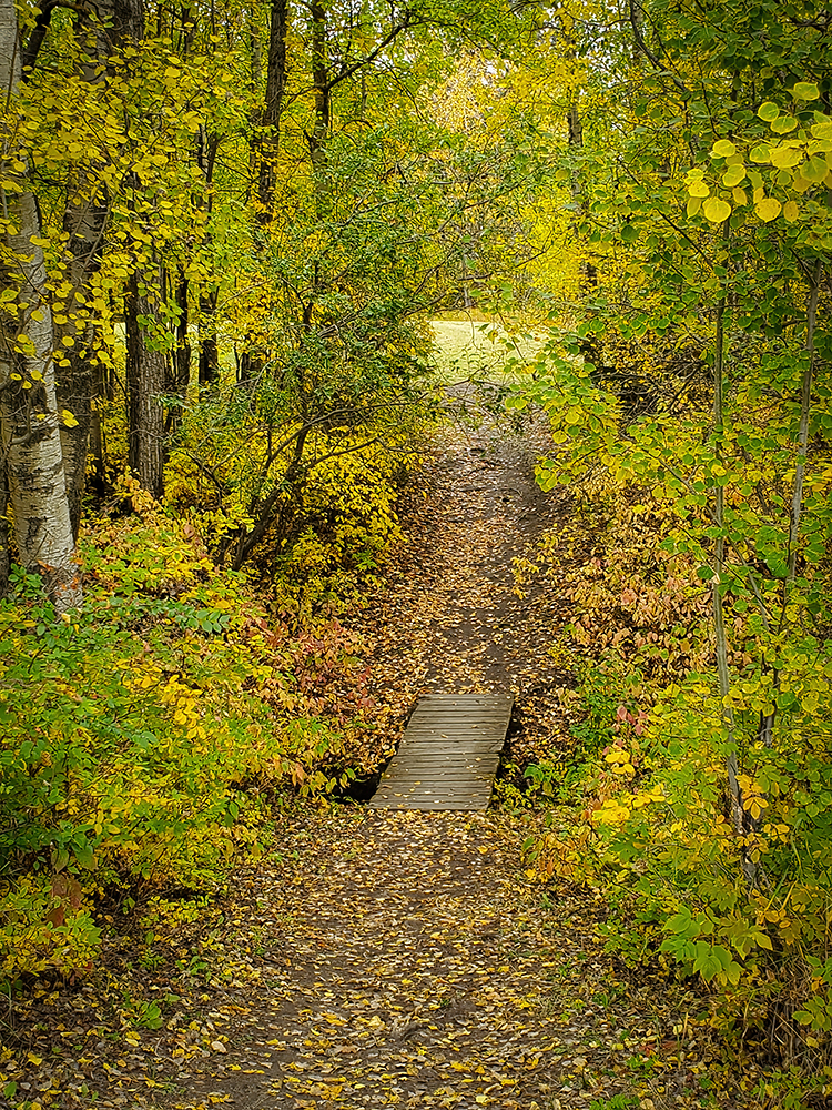 That Bridge Again, Walking Trail through Hidden Forrest, Barrhead, AB, 2022-09-21