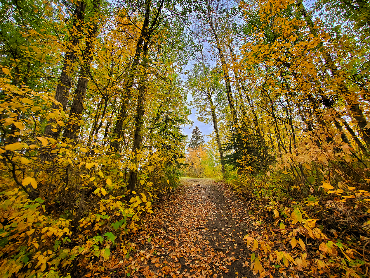 Emergence, Hidden Forrest, Barrhead, Alberta, 2020-09-21