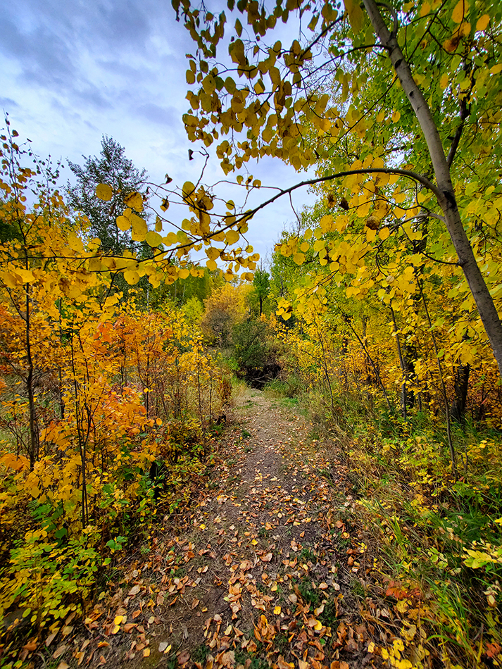 The Way Home, Hidden Forrest, Barrhead, Alberta, 2020-09-21