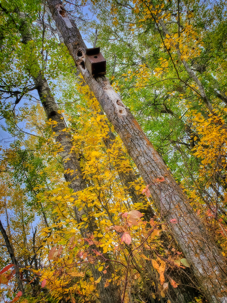 This one's for the birds, Hidden Forest, Barrhead, Alberta, 2020-09-21