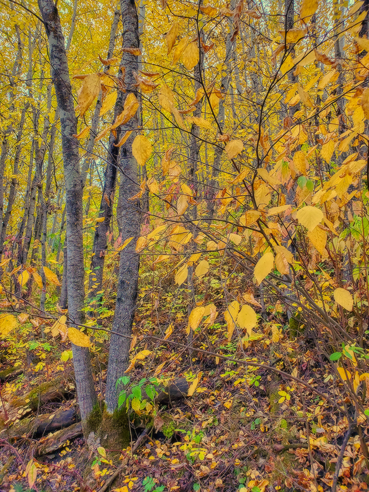Old Yeller, Hidden Forest, Barrhead, Alberta, 2020-09-21