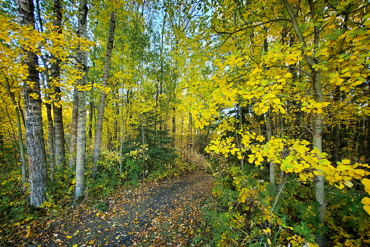 An Open Invitation, Hidden Forest, Barrhead, Alberta, 2020-09-22
