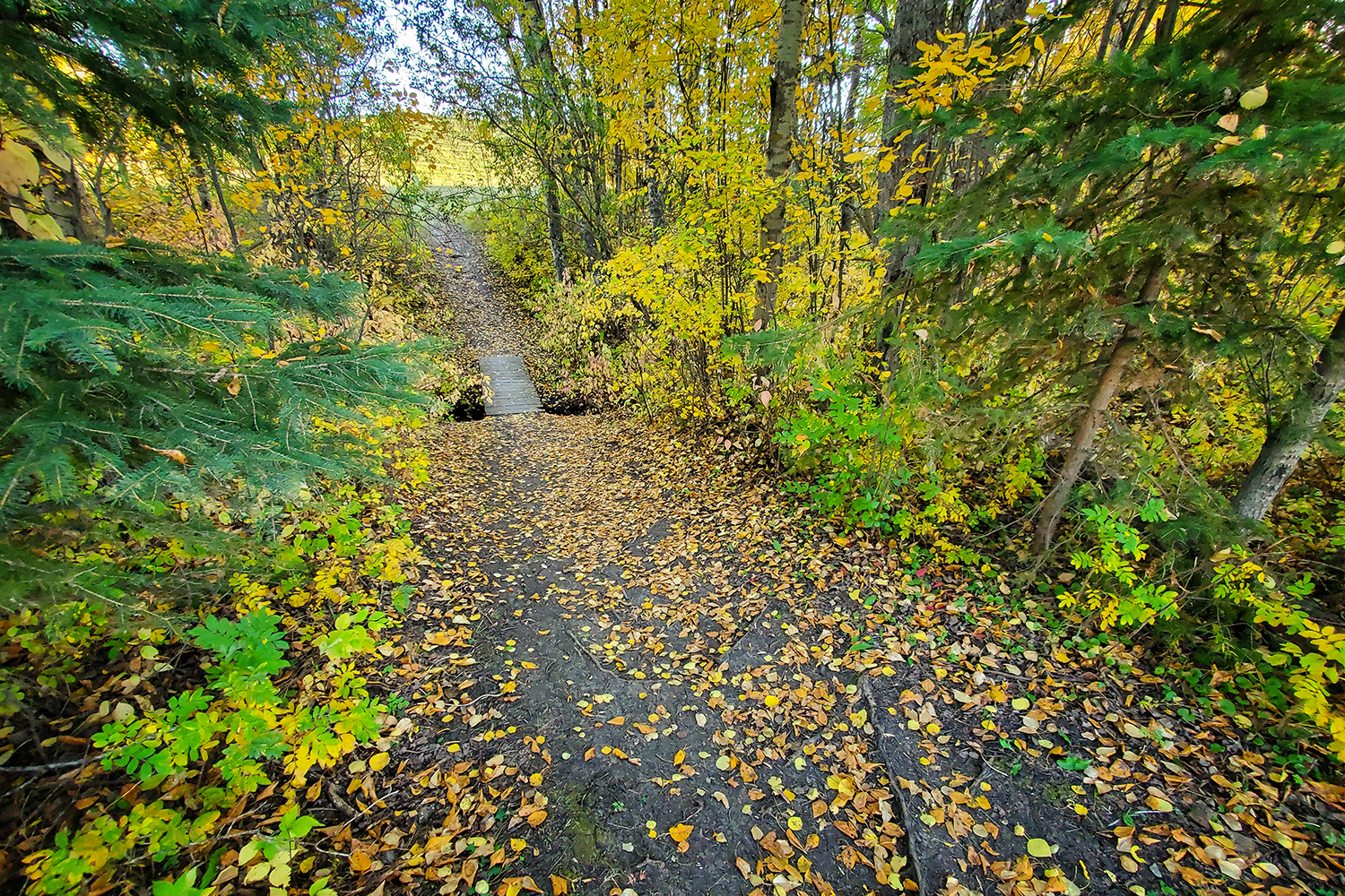 A Bridge Too Far, Hidden Forest, Barrhead, Alberta, 2020-09-22