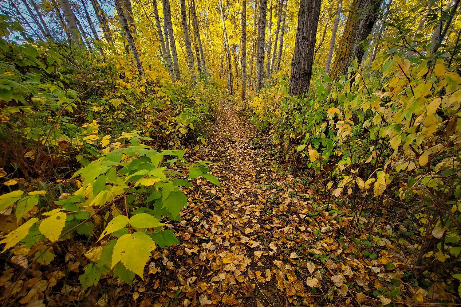 This is the path you must follow, Hidden Forest, Barrhead, Alberta, 2020-09-22