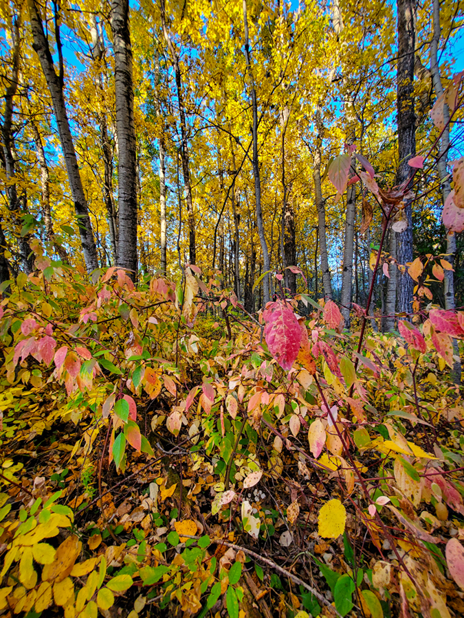 Random Fall Colours, 1 of a Series, Barrhead, AB, September 2020 copy